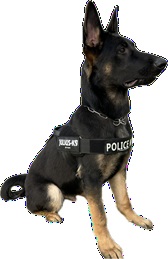 警犬照